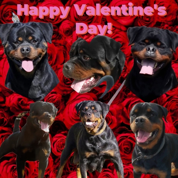 ❗️LIVE/SHARE SHOWS❗️ - Picture 4 of 16